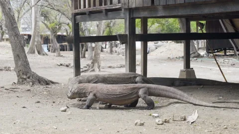 Two Komodo dragons eating in slow motion - Komodo National Park, Indonesia Stock Footage 175145314
