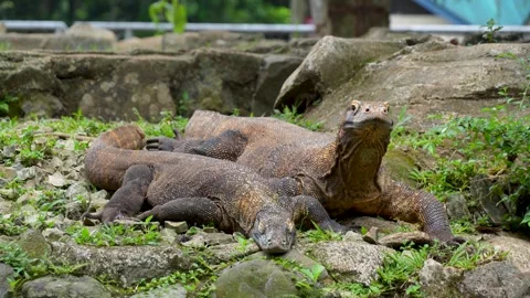 Two Komodo dragons resting together on rocky ground. Vídeo Stock 335149409