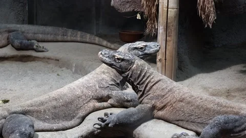 Two Komodo Dragons (Varanus komodoensis) Stock Footage 266686441
