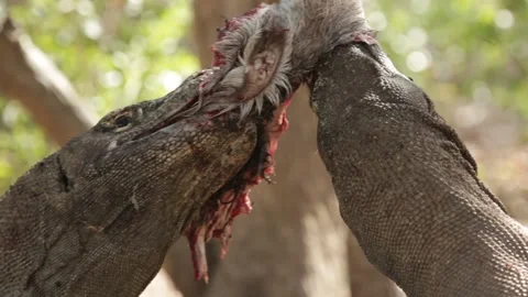 Two Komodos eating close up Video stock 146000260