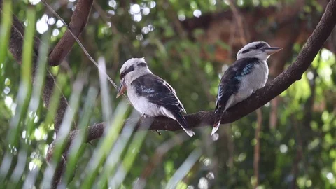 Two kookaburras in Australian forest Stock Footage 114785642