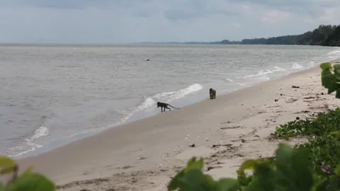 Two kra monkeys, or Macaca fascicularis Stock-Footage 258767338