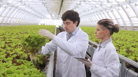 Two lab assistants consider green salad standing in premise of agricultural Stock Footage 77939329