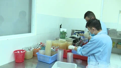Two Lab Technicians Inoculating Petri Dishes Wide Handheld Shot Stock Footage 345048577