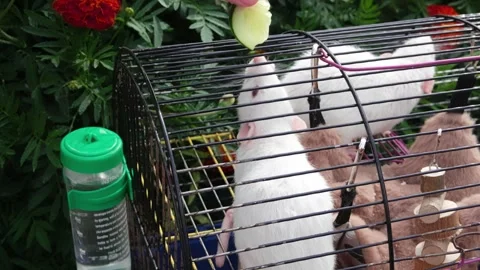 Two lab white rats sitting in the cage and eating the fresh cucumber Stock Footage 247950043