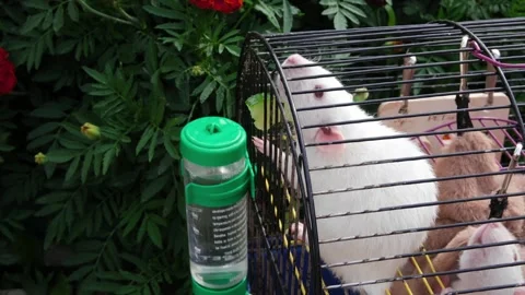 Two lab white rats sitting in the cage and eating the fresh cucumber Stock Footage 247950060
