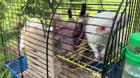 Two lab white rats sitting in the cage and eating the fresh cucumber Stock Footage 248779333