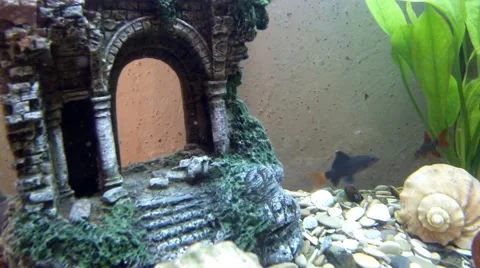  Two Labeo in Aquarium 库存影片 64601484