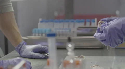 Two laboratory technicians testing the samples in the laboratory 스톡 동영상 67553941