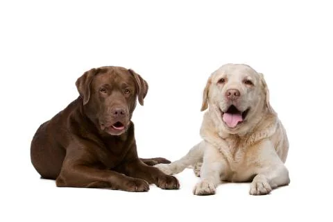 Two Labrador dogs Stock Photos