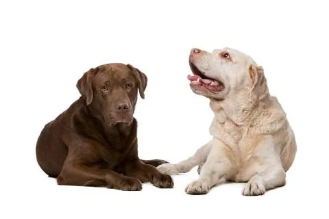 Two Labrador dogs Stock Photos