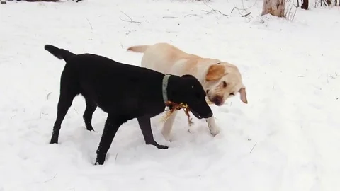 Two labrador dogs playing together Stock Footage 70424955