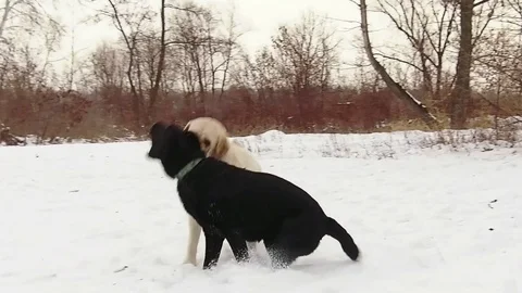 Two labrador dogs playing together in slow motion Stock Footage 70425034