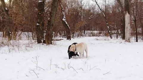Two labrador dogs playing together Stock Footage 70425035