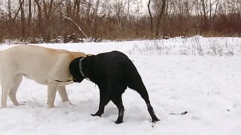 Two labrador dogs playing together in slow motion Stock Footage 70425036