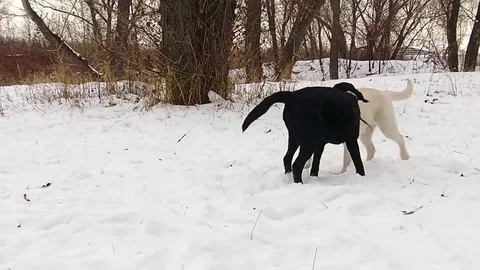 Two labrador dogs playing together in slow motion Stock Footage 70425038
