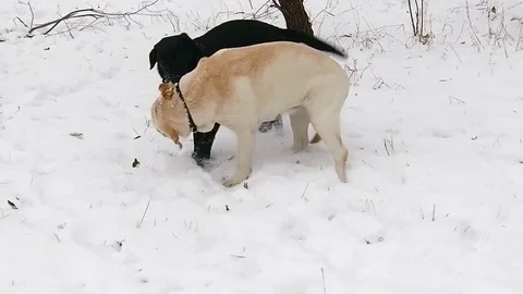 Two labrador dogs playing together in slow motion Stock Footage 70425039