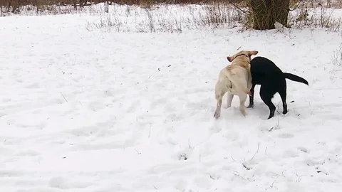 Two labrador dogs playing together in slow motion Stock Footage 70425043