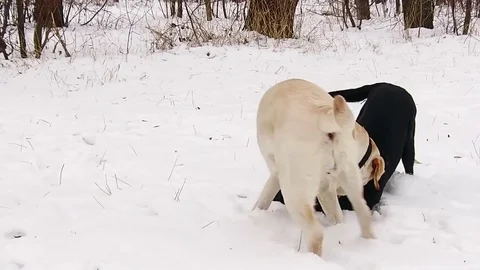 Two labrador dogs playing together in slow motion Stock Footage 70425048