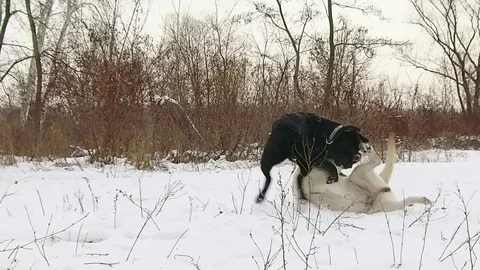 Two labrador dogs playing together in slow motion Stock Footage 70425318