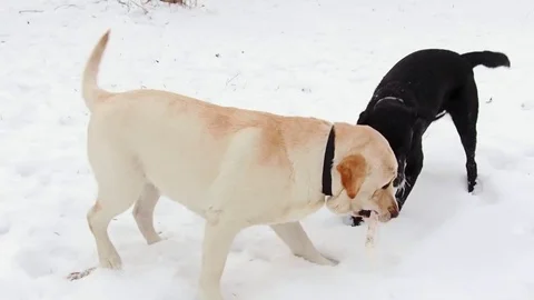 Two labrador dogs playing together Stock Footage 71095167