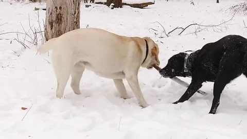 Two labrador dogs playing together in slow motion Stock Footage 71095719
