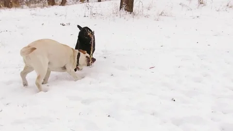 Two labrador dogs playing together Stock Footage 71095746