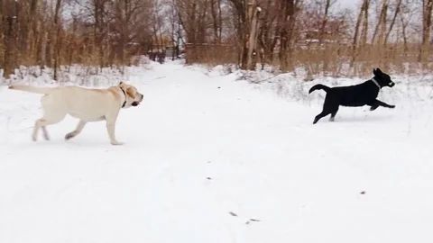 Two labrador dogs playing together Stock Footage 71095917