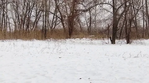 Two labrador dogs playing together in slow motion Stock Footage 71096101