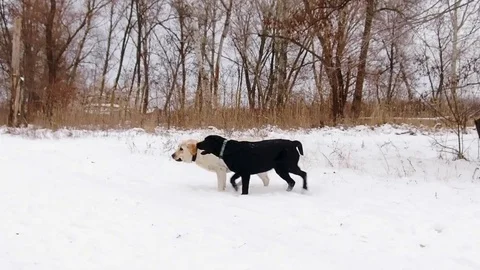 Two labrador dogs playing together Stock Footage 71096109