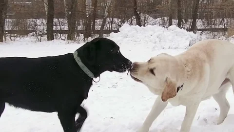 Two labrador dogs playing together in slow motion Stock Footage 71096123