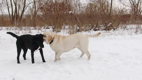 Two labrador dogs playing together Stock Footage 71096281