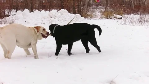 Two labrador dogs playing together Stock Footage 71096448