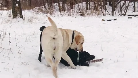Two labrador dogs playing together in slow motion Stock Footage 71096516
