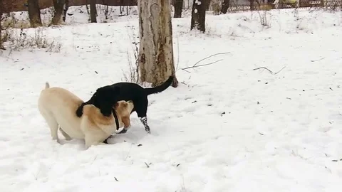Two labrador dogs playing together in slow motion Stock Footage 71096534