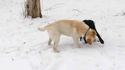 Two labrador dogs playing together in slow motion Stock Footage 71096649
