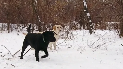 Two labrador dogs playing together in slow motion Stock Footage 71096708