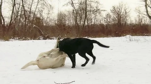 Two labrador dogs playing together in slow motion Stock Footage 71096733