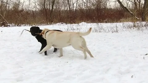 Two labrador dogs playing together in slow motion Stock Footage 71096915