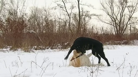 Two labrador dogs playing together in slow motion Stock Footage 71097512