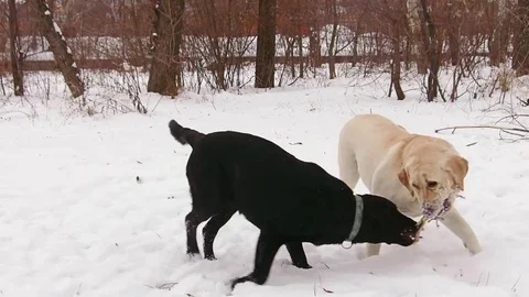 Two labrador dogs playing together Stock Footage 71325904