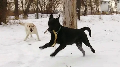Two labrador dogs playing together in slow motion Stock Footage 71334005