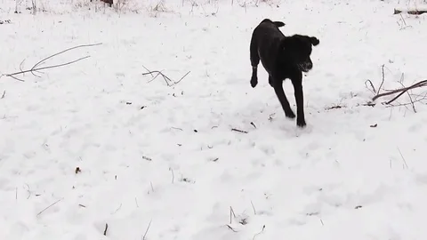 Two labrador dogs playing together in slow motion Stock Footage 71334175
