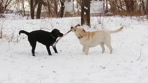 Two labrador dogs playing together in slow motion Stock Footage 71334212