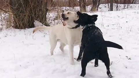 Two labrador dogs playing together in slow motion Stock Footage 71334274