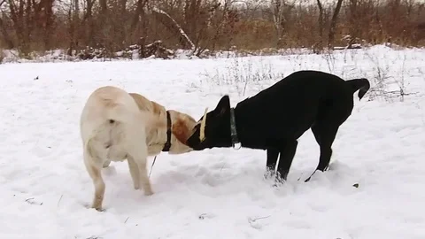 Two labrador dogs playing together in slow motion Stock Footage 71334285