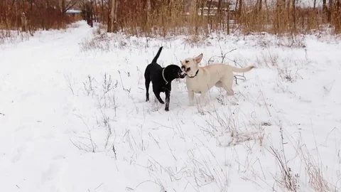 Two labrador dogs playing together Stock Footage 71334355