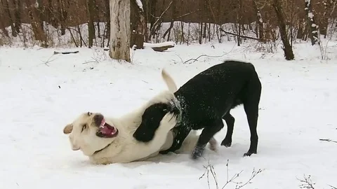 Two labrador dogs playing together in slow motion Stock Footage 71334361