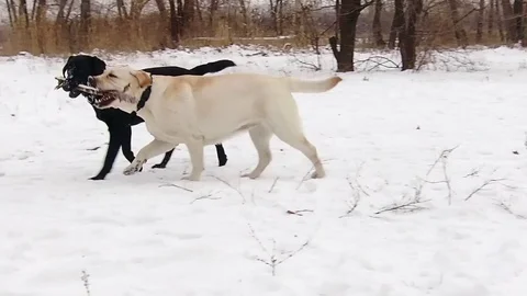 Two labrador dogs playing together in slow motion Stock Footage 71334594