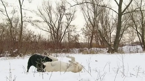 Two labrador dogs playing together in slow motion Stock Footage 71334802